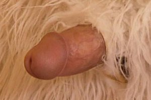 Bigcock youngman Porn